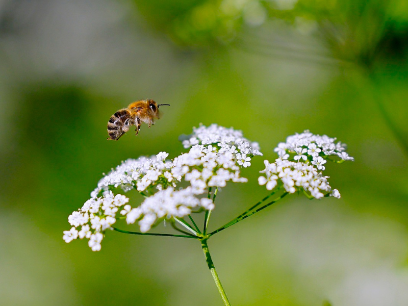 Are you a pollinator-friendly farmer?