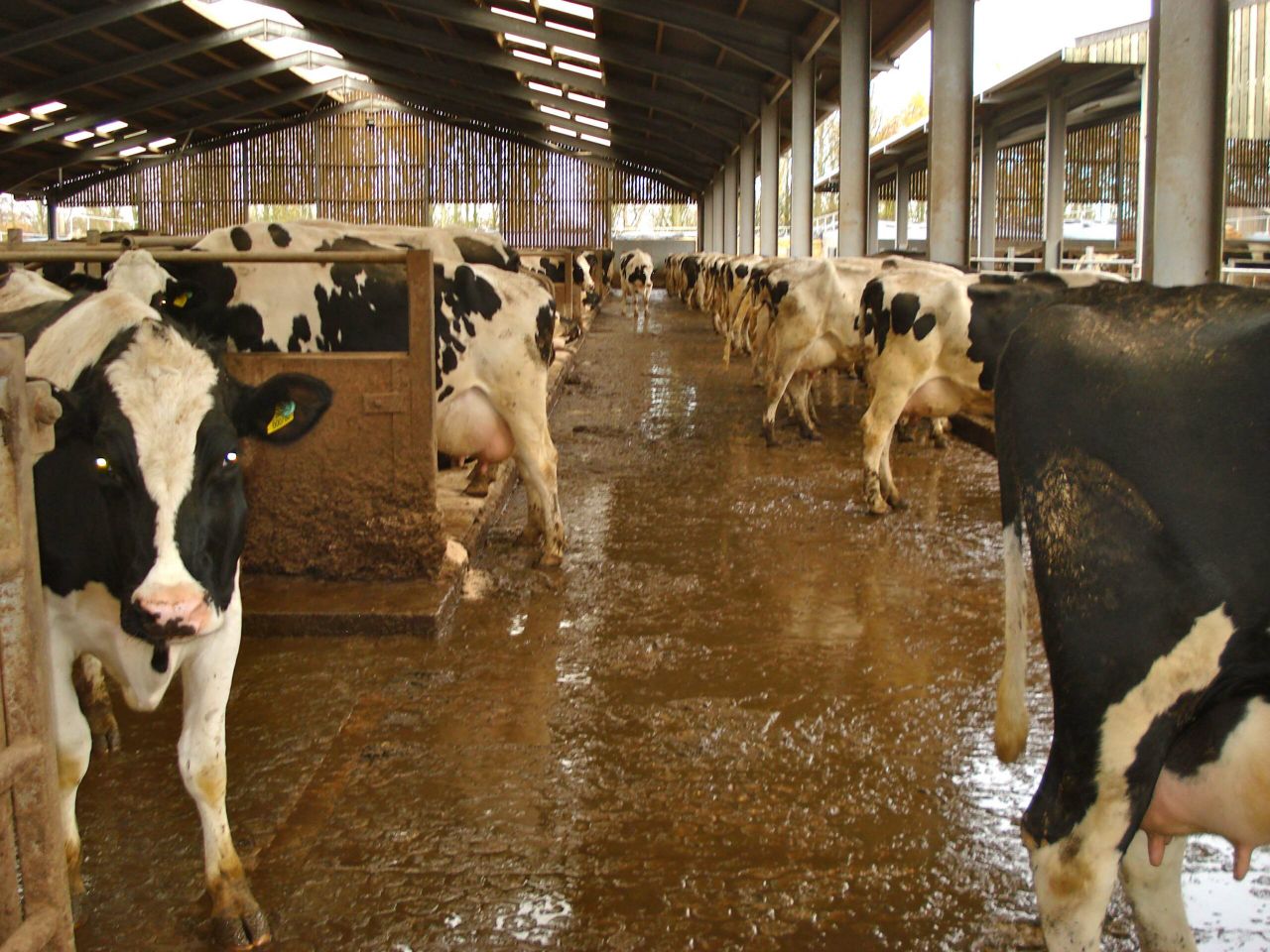 'Johne's eradication will take a long time, but control programme is a must'
