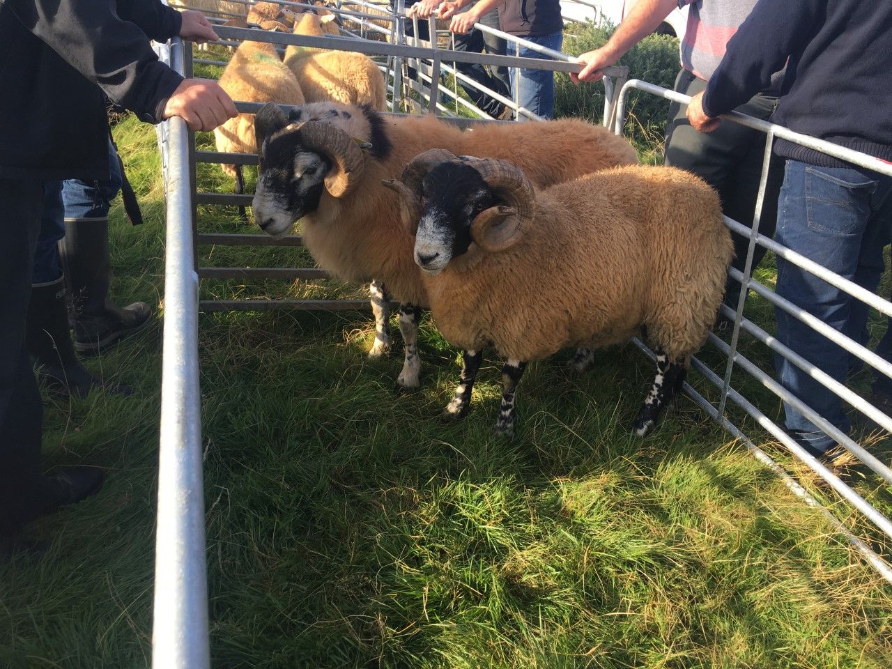 'There is an increasing interest in protecting bloodlines and progressing breeds'