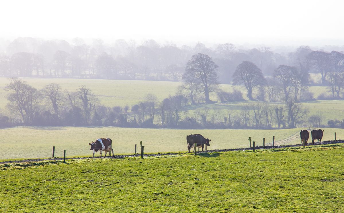 Chilly weekend in store with chance of snow