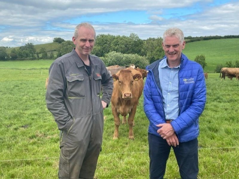 CAFRE to host farm walk on Co. Tyrone suckler enterprise