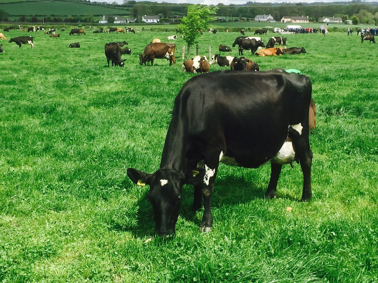 'Glanbia 5-year scheme's feed link concerning for farmers'
