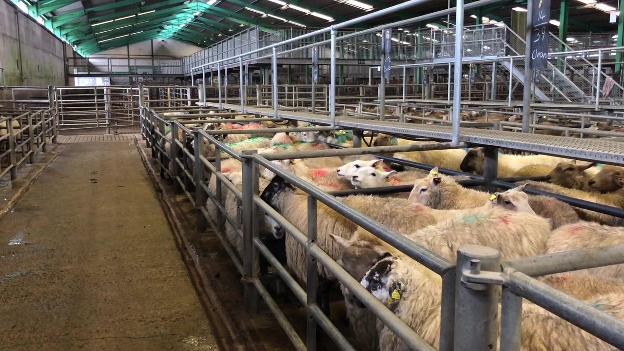 Sheep marts: Most point to a steady trade