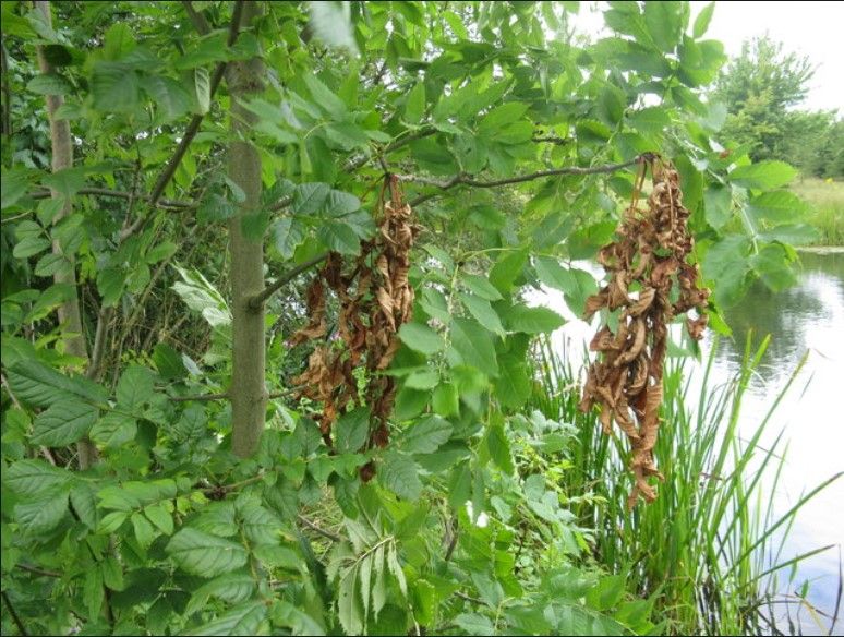 Ash Dieback: 1,600ha of ash removed since 2013
