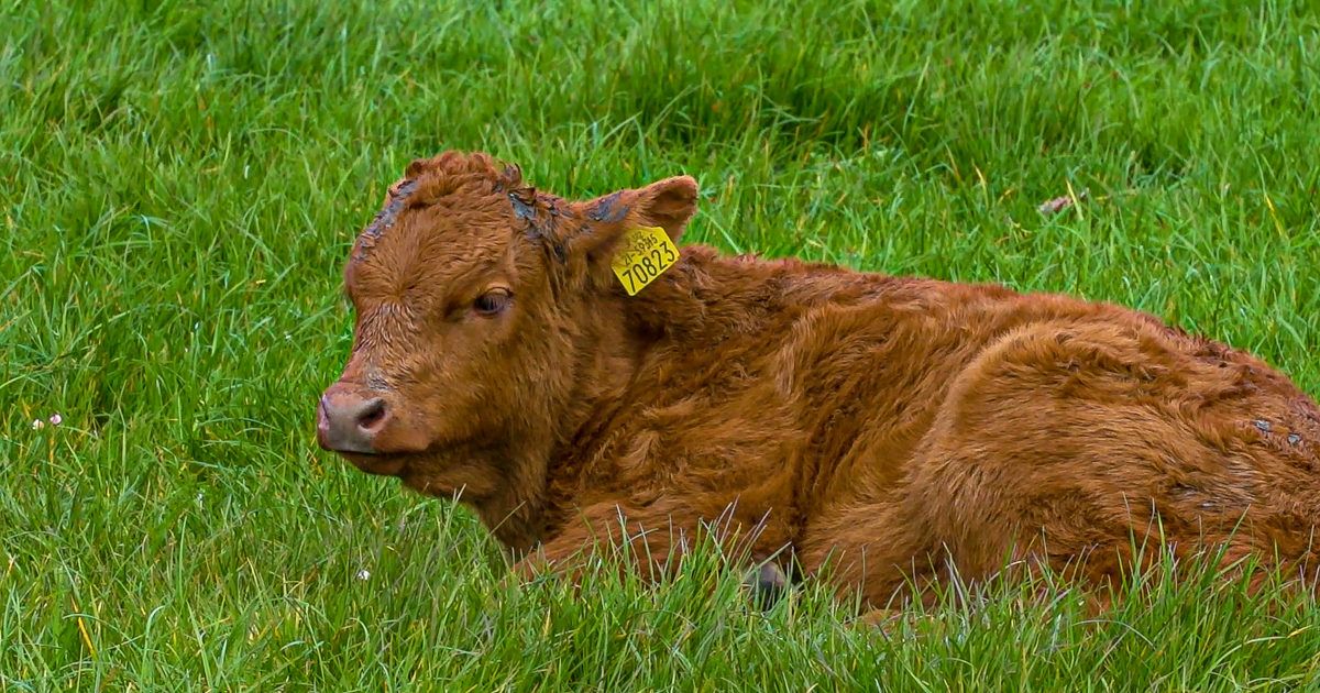 Controversy over PGI application for grass-fed beef is a 'great pity' - IFA