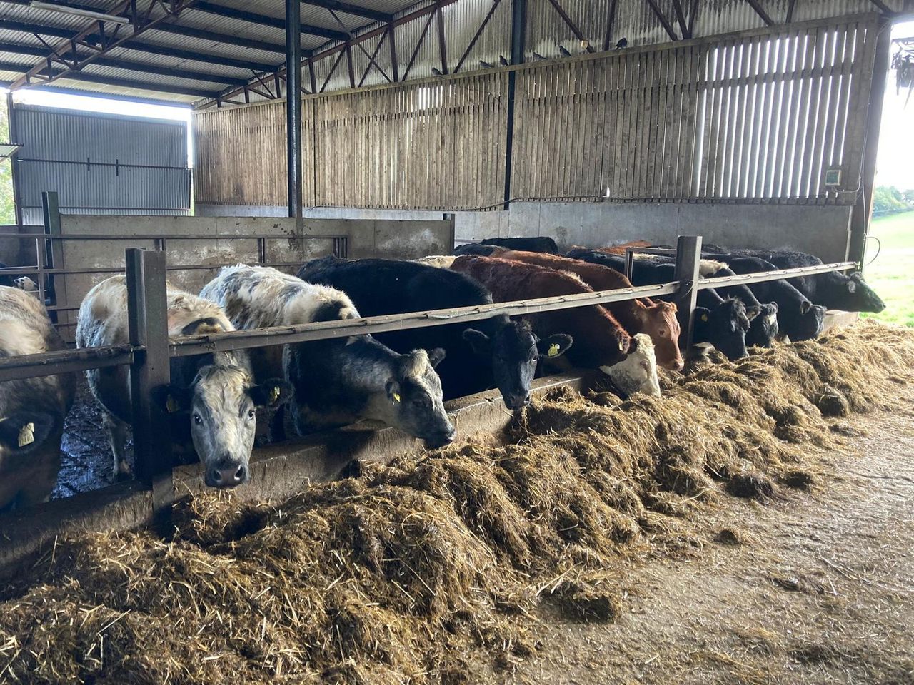 ABP Demo Farm: Kill-out results of 2021-born cattle