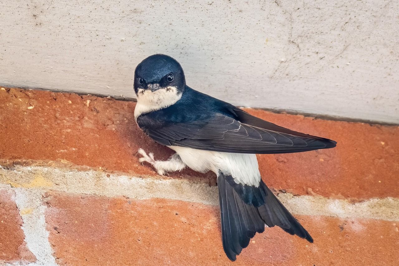 Familiar migratory bird returns to Co. Kilkenny college