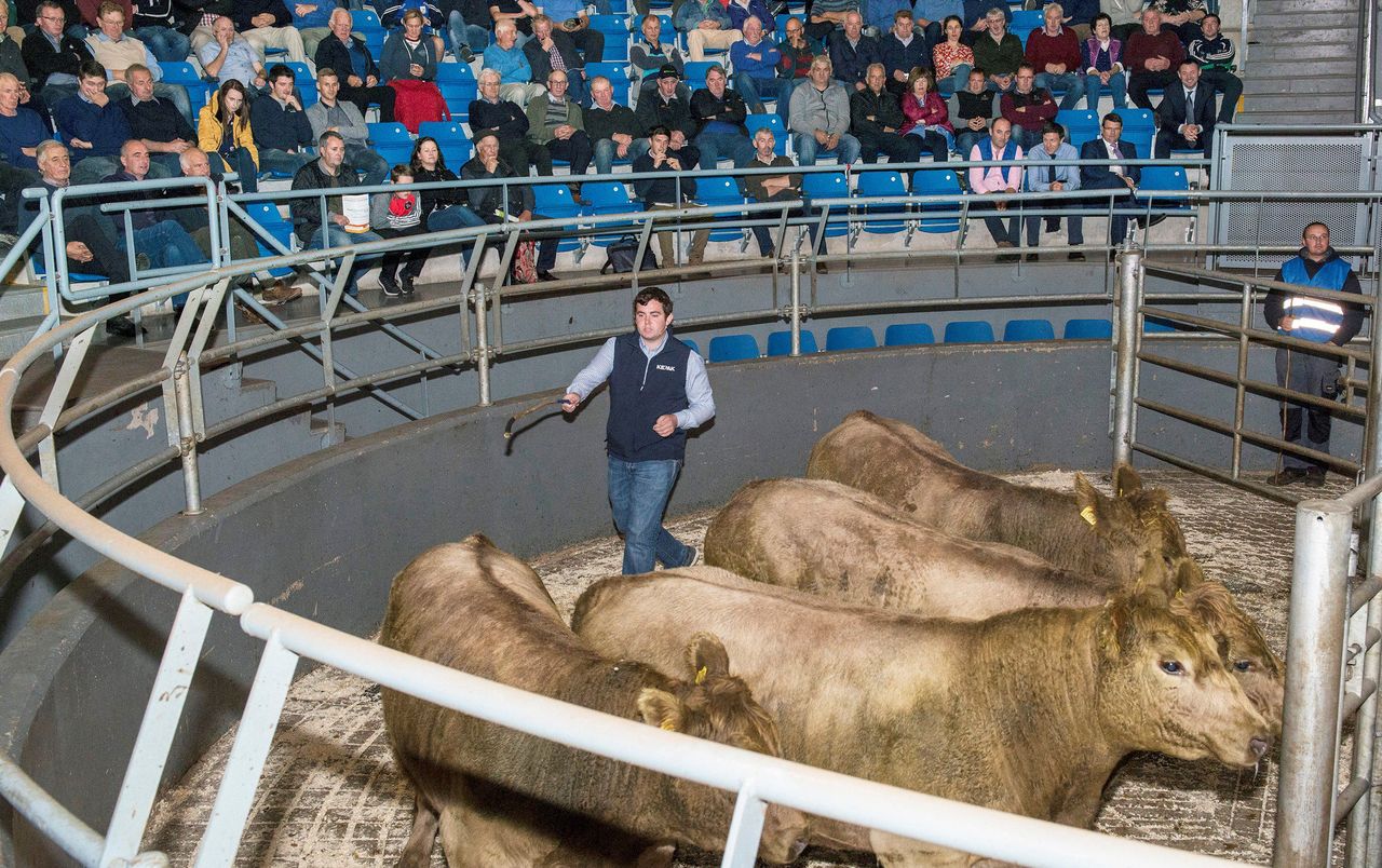 Grading cattle: What do the meat processors want?