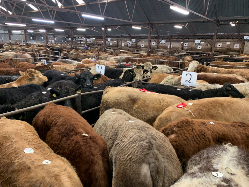 'Electric trade' at Tuam Mart's annual spring show and sale of cattle