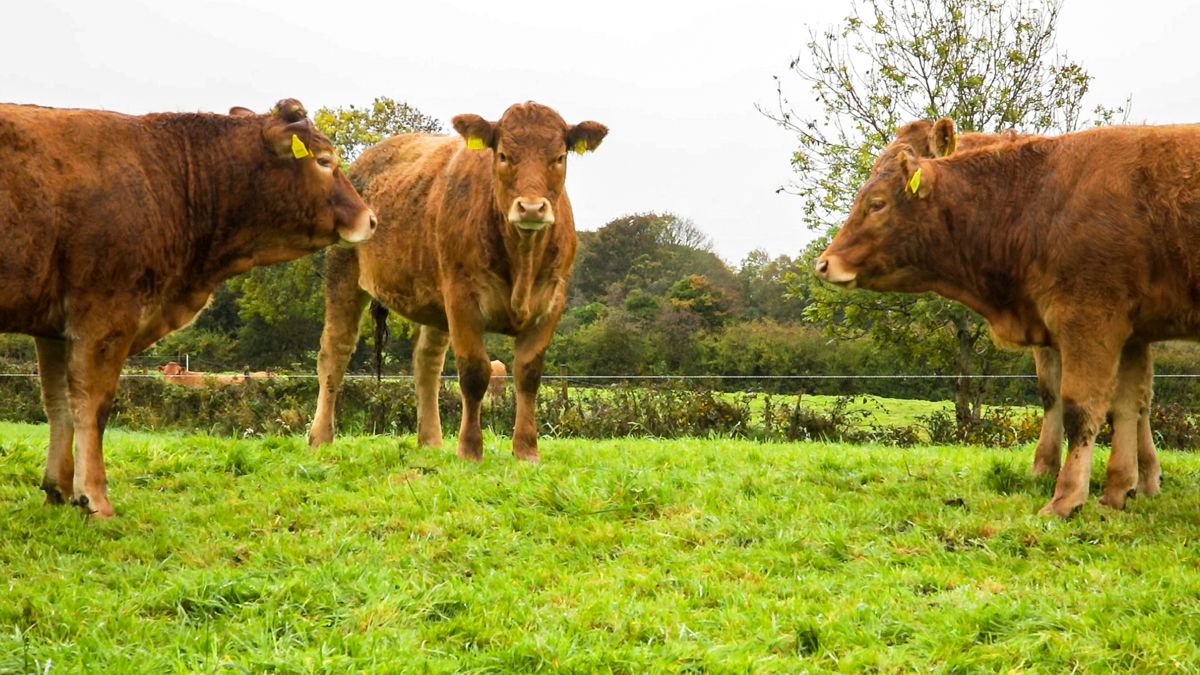 Farmers 'to receive up-to-date BEAM statements' - IFA