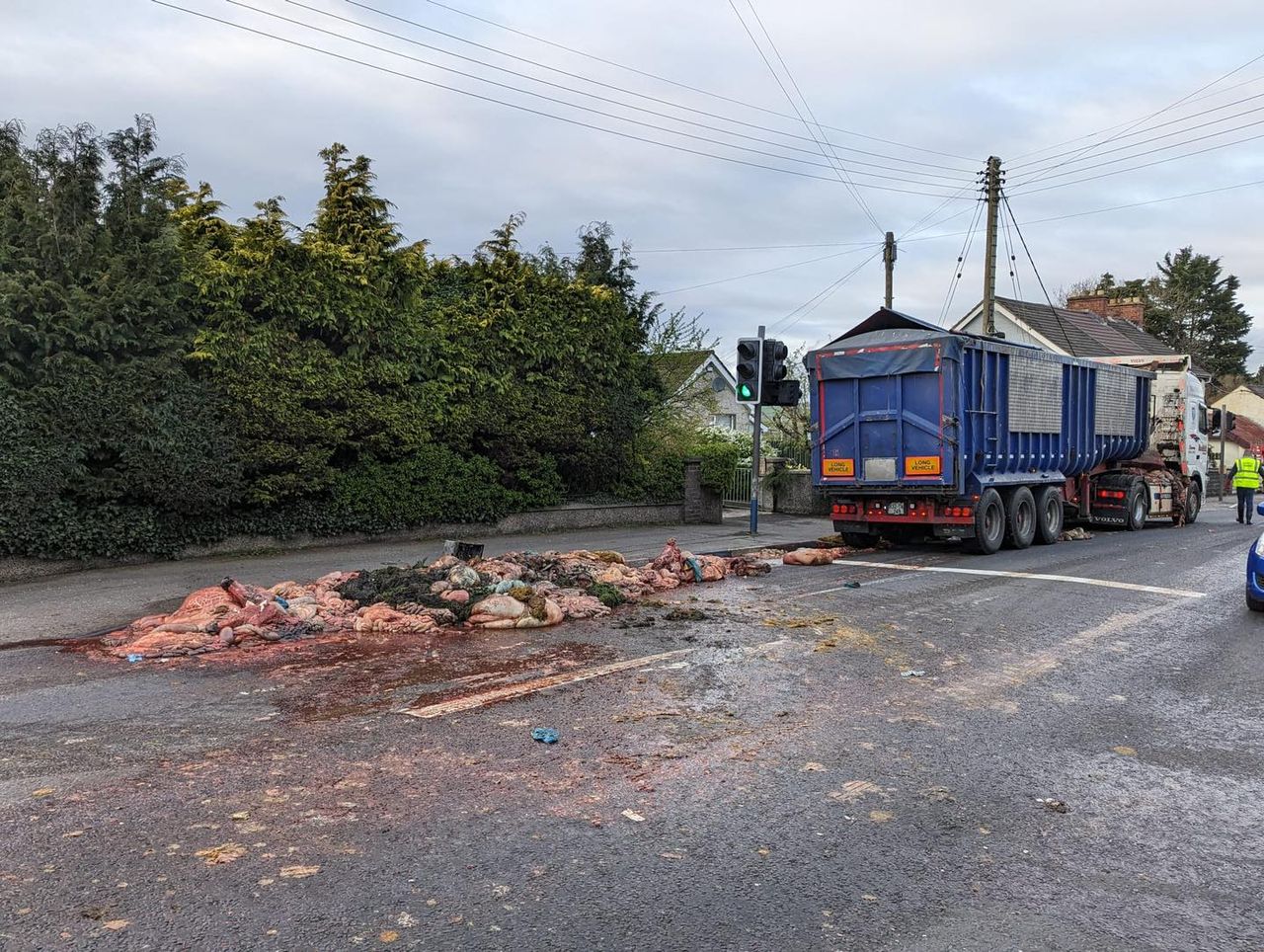 Video: Animal offal blocks road after lorry sheds load