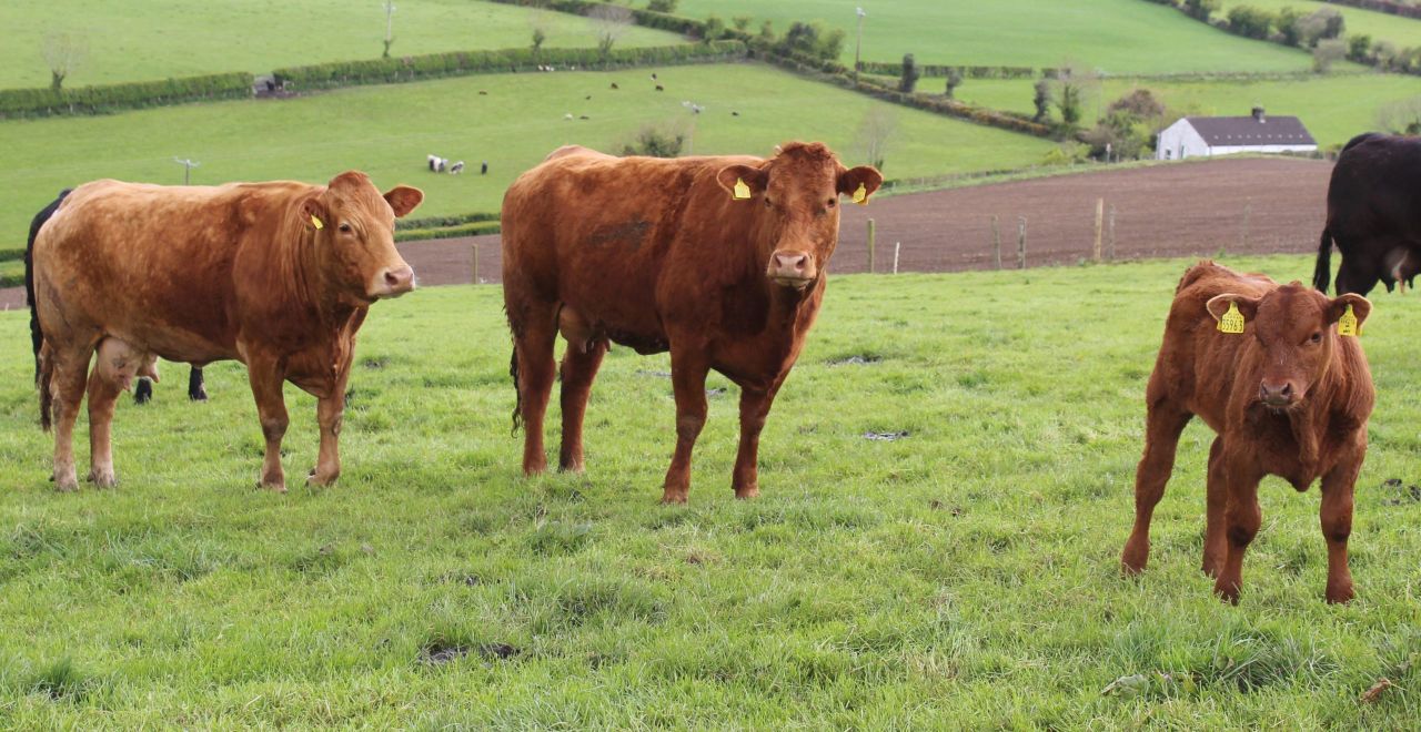 Sucklers are the future on Co. Tyrone farm