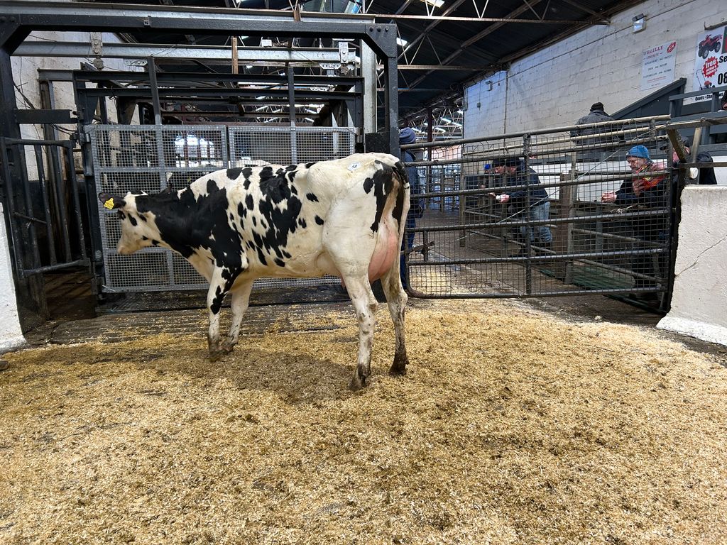 Lot 58: Croagh Fran 129, sold for 2,350gns
