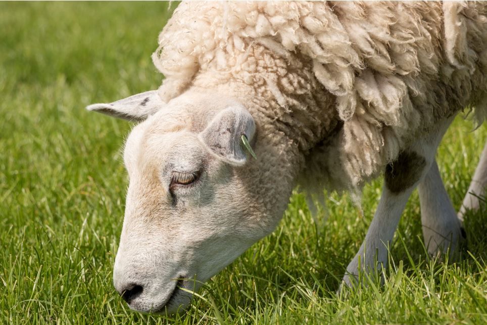 Teagasc Virtual Sheep Week: Grassland management for sheep systems