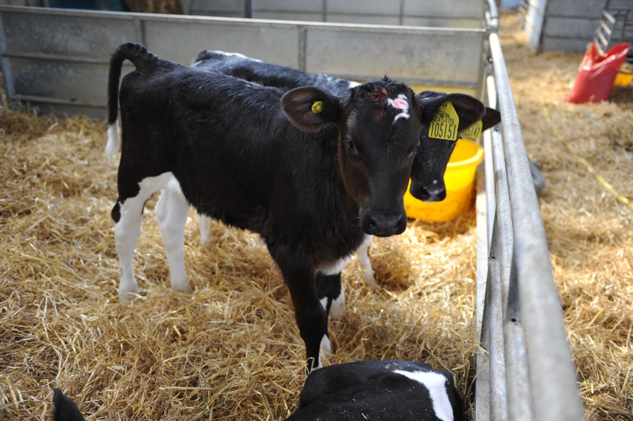 Calf housing critical for best performance of dairy herd