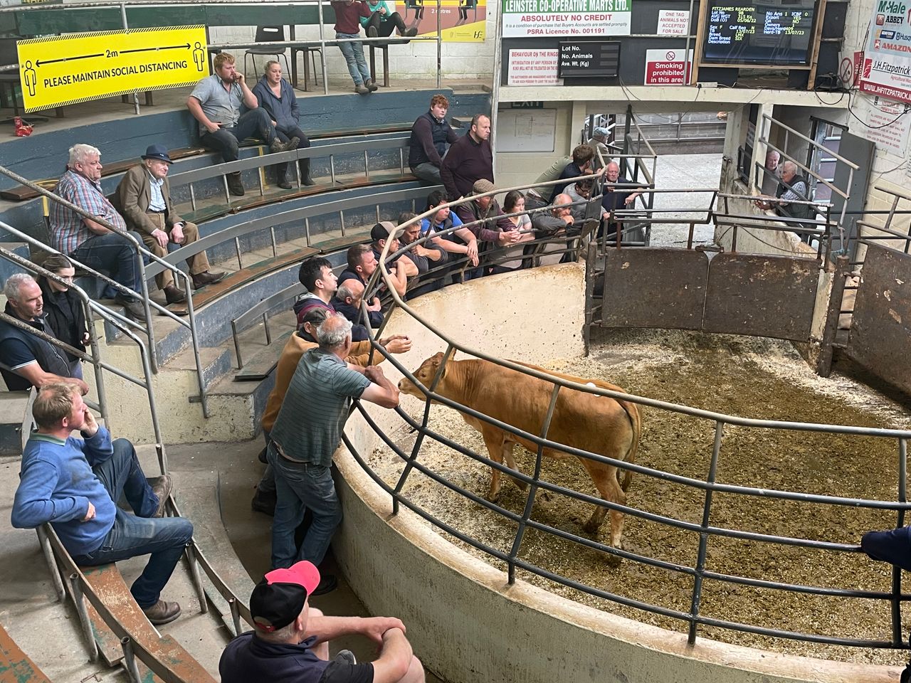 Nitrates rules changing cattle trade trends at Kilcullen Mart