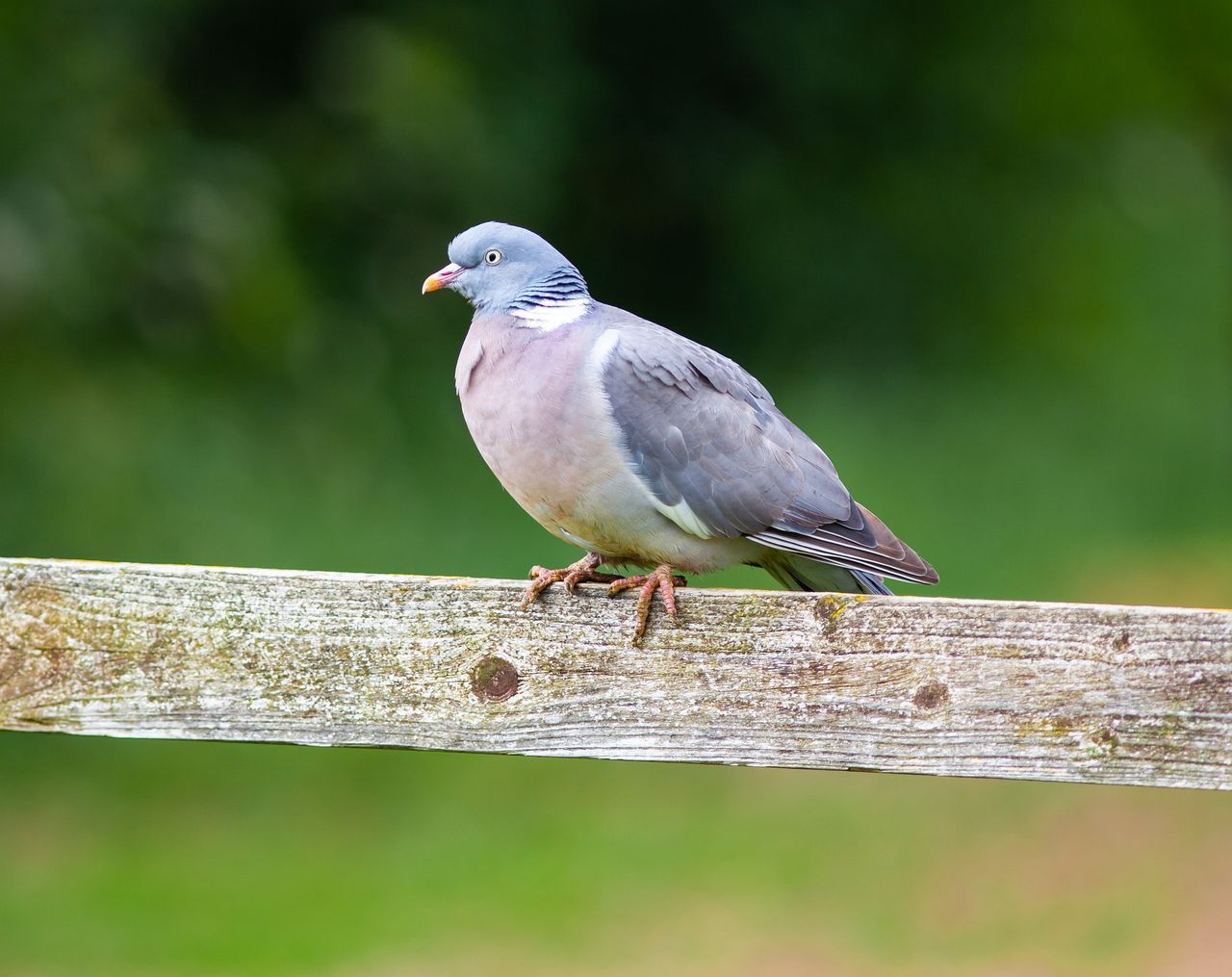 Over 700 submissions on wild bird shooting derogation