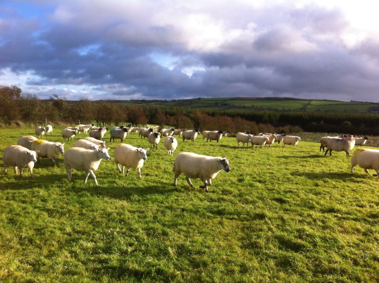 Thinking of winter shearing your ewe flock? Here are some points to note