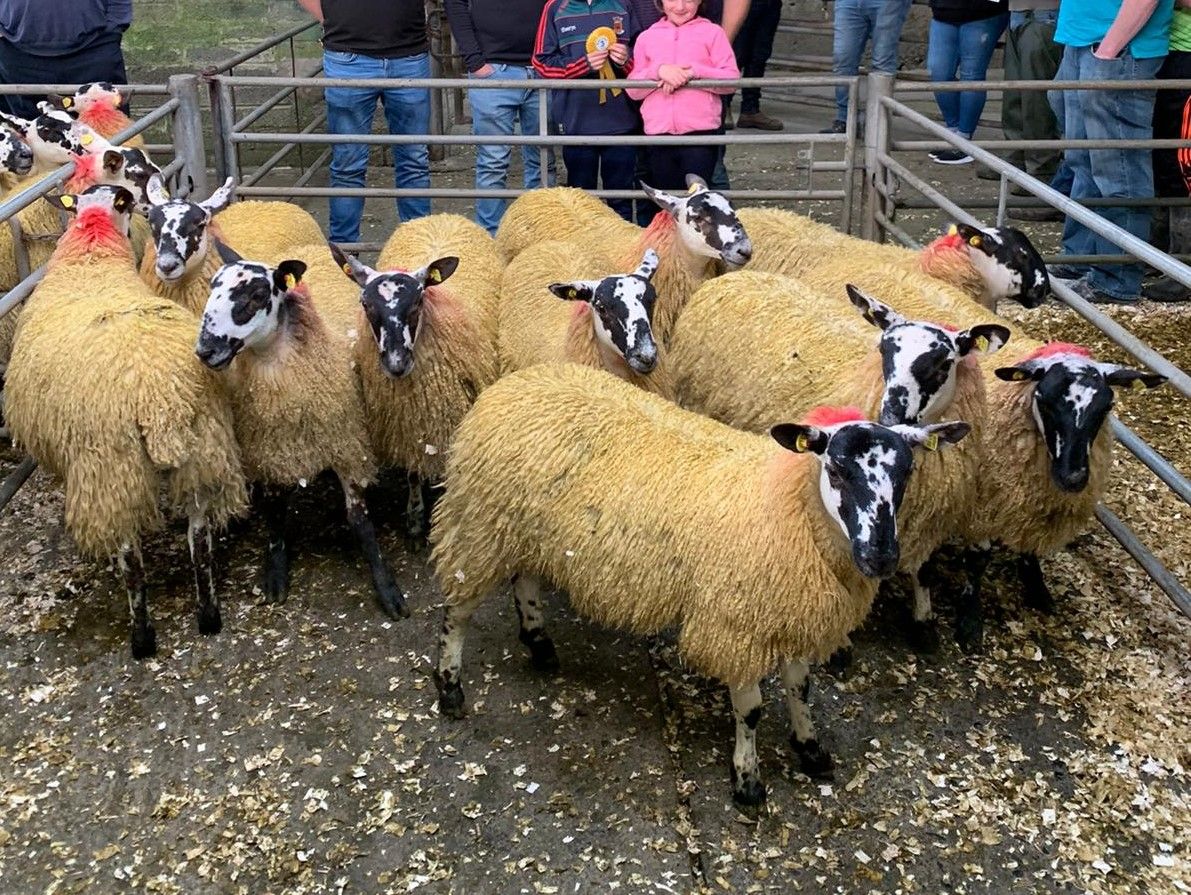 Sheep mart trade review 2020: Breeding sheep and store lambs catch the eye