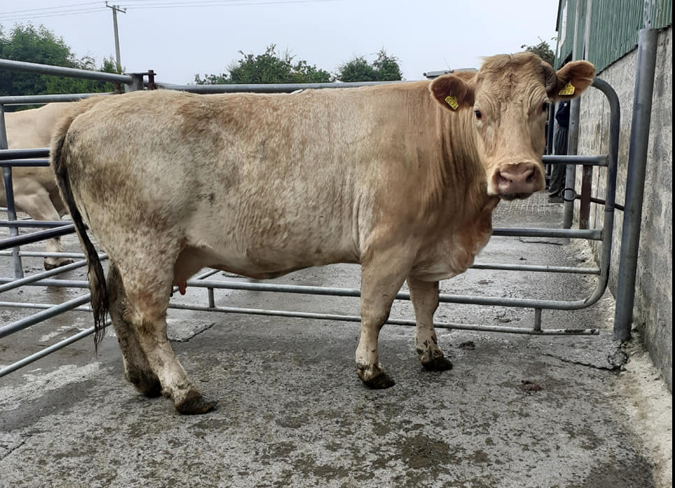 Cow trade: Home demand firm as northern activity eases