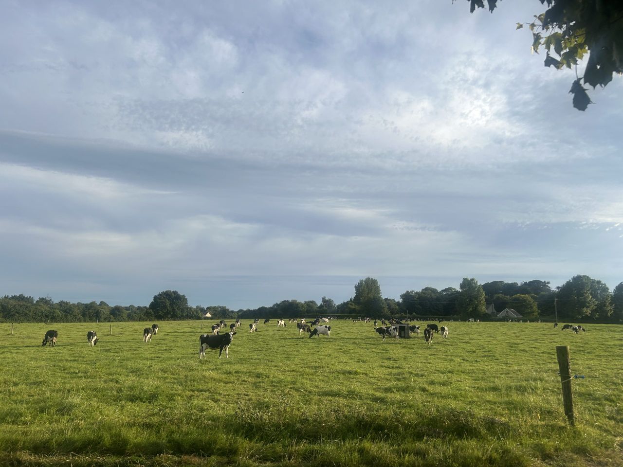 Grass: Rain welcomed by many while others deal with surplus