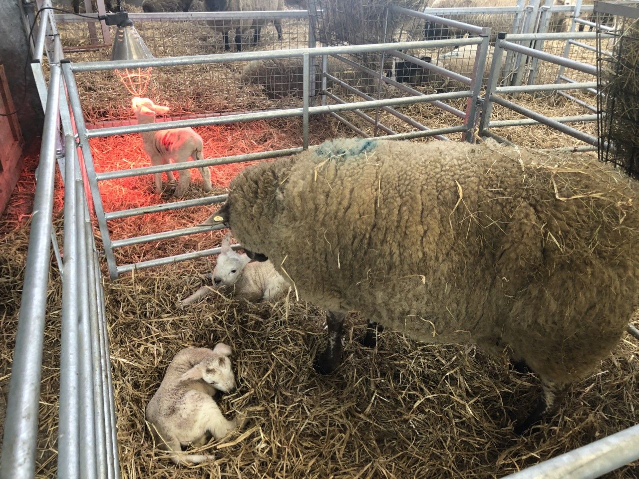 Time to gather up essential supplies for lambing