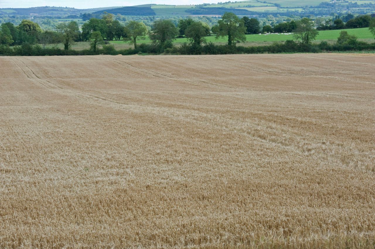 Creed stops short of ruling out EU aid for tillage farmers