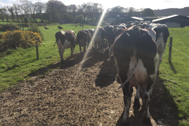 Can OAD milking improve the BCS of under-conditioned cows?