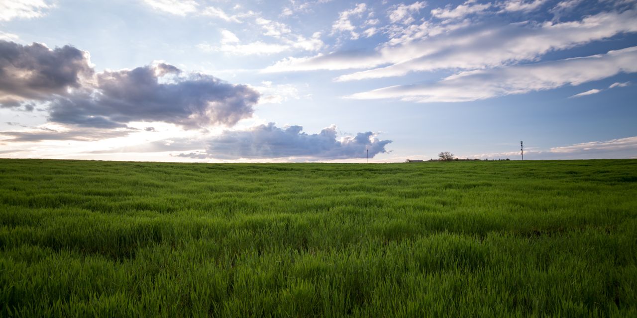 Sufficient biomass feedstocks  'crucial' for bioeconomy development