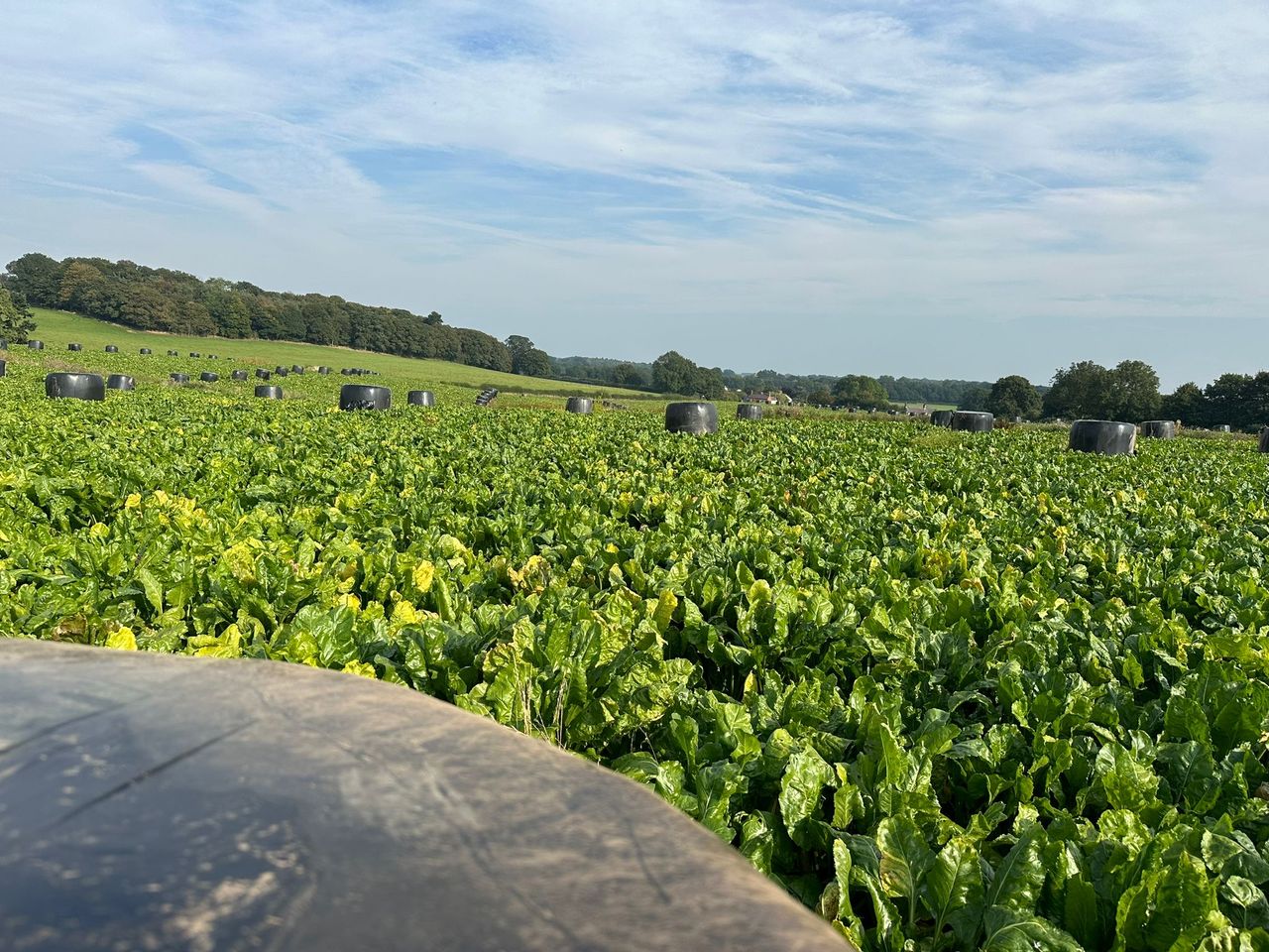 Tillage: The threat of flea beetles in fodder beet crops