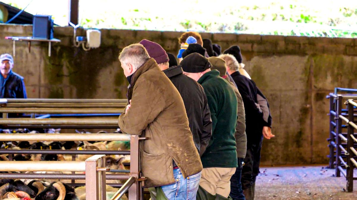 Farmers need to send 'clear message on lamb prices' - IFA