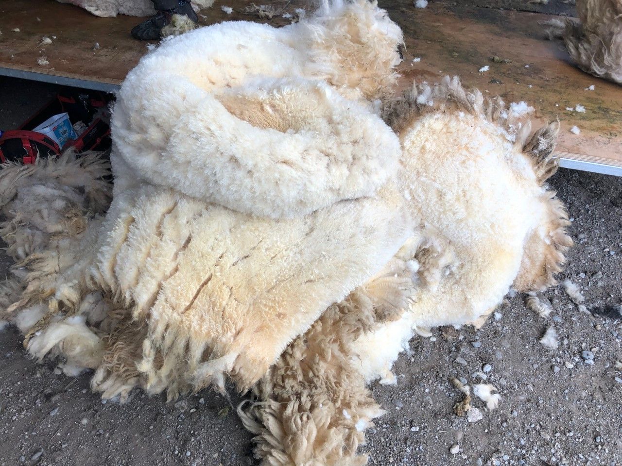 Merchants quoting 15-20c/kg for lowland wool; scotch wool quotes starting at 5c/kg