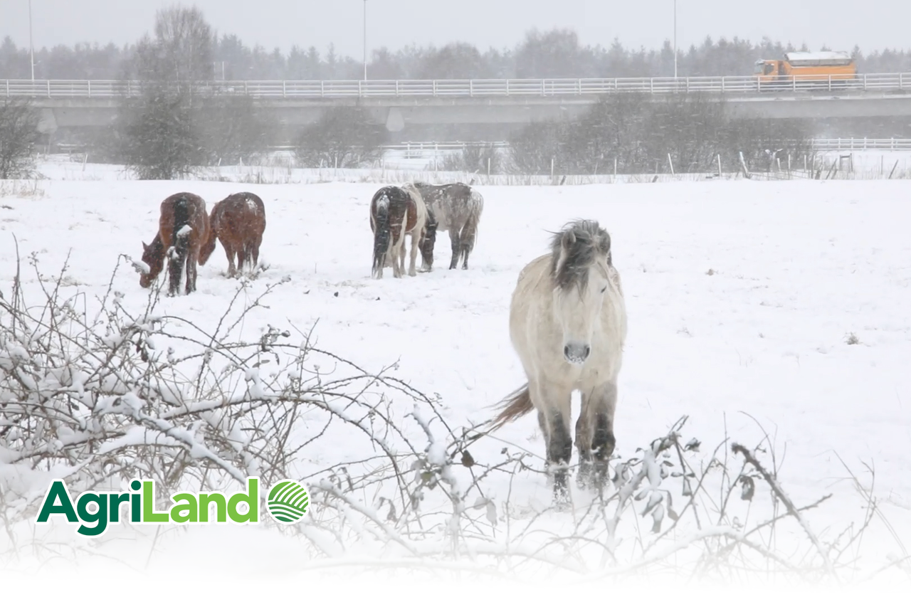 Happy Christmas and hope-filled new year from all at AgriLand