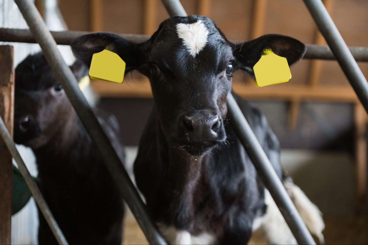 Why Excelerate TMR is the only early-nutrition solution for your calves