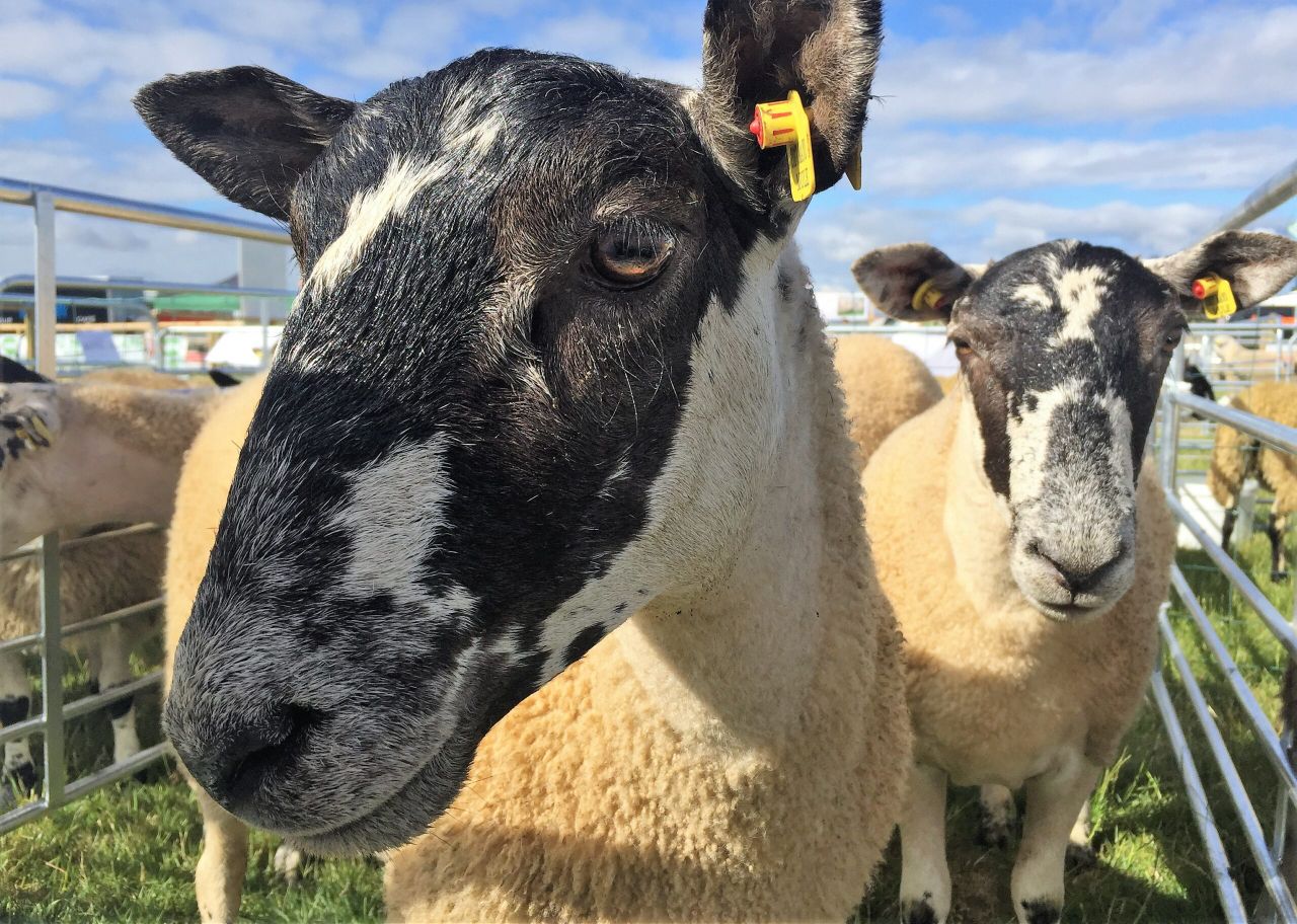 'Will EID give us a higher price for our lambs?'