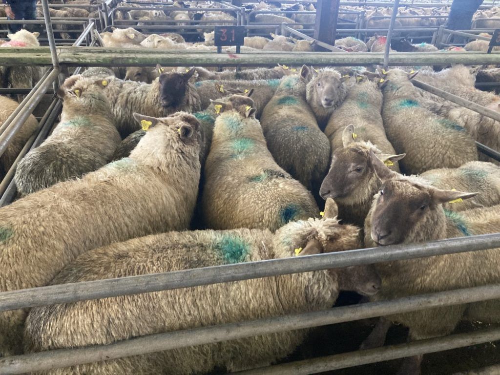 Sheep kill: Throughput falls shy of 60,000 head