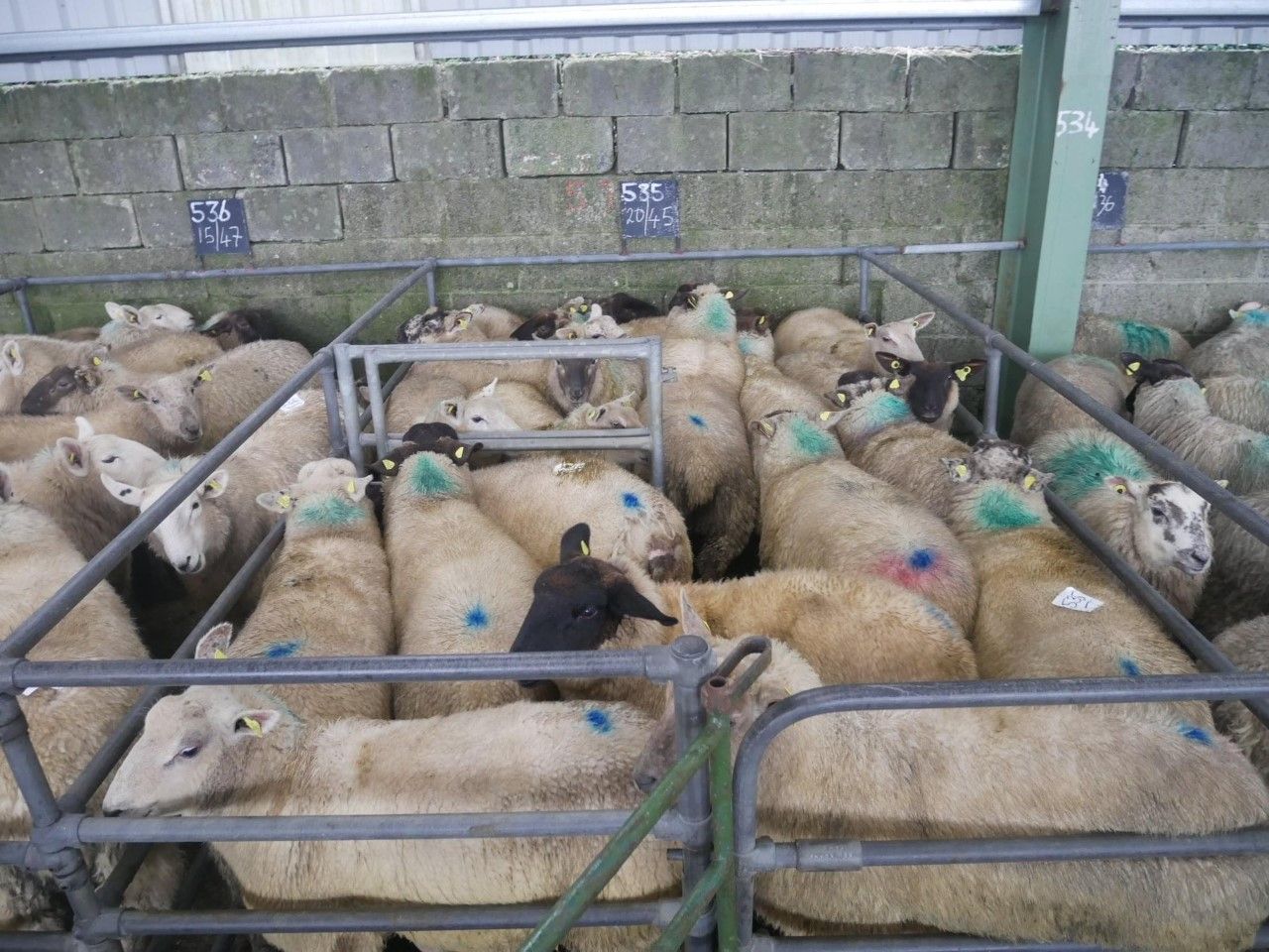 Finished lamb prices continue to hold at a high level at marts