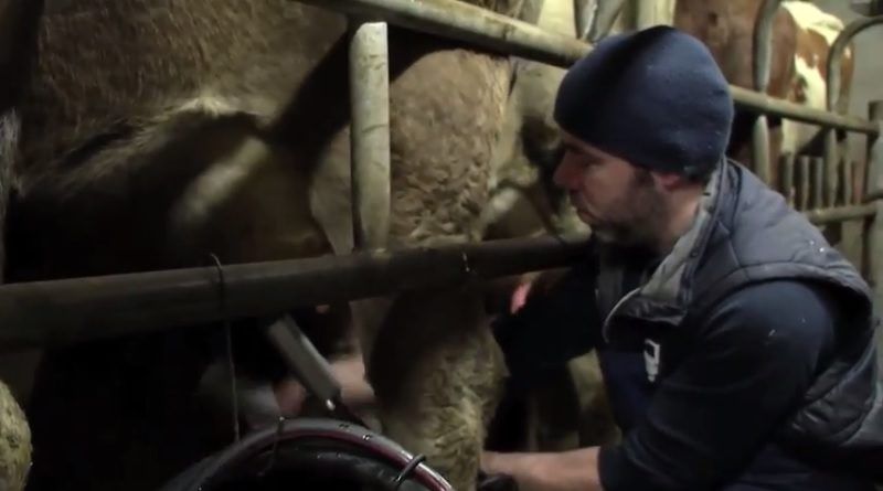 Video: Ear to the Ground looks at organic dairying and Brexit