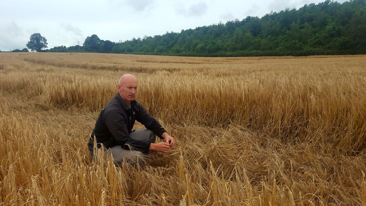 Rainfall leading to difficult harvest and high losses - Woods