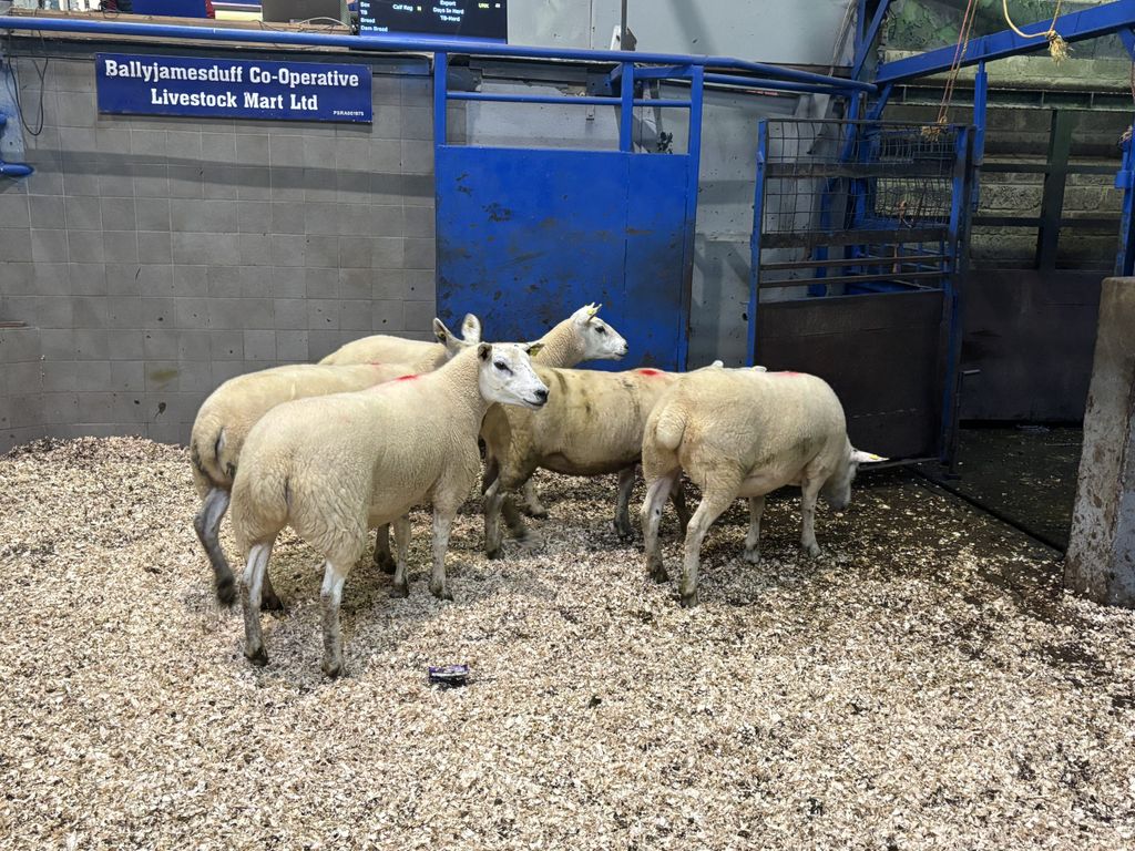 These five hoggets weighing 74kg made €265