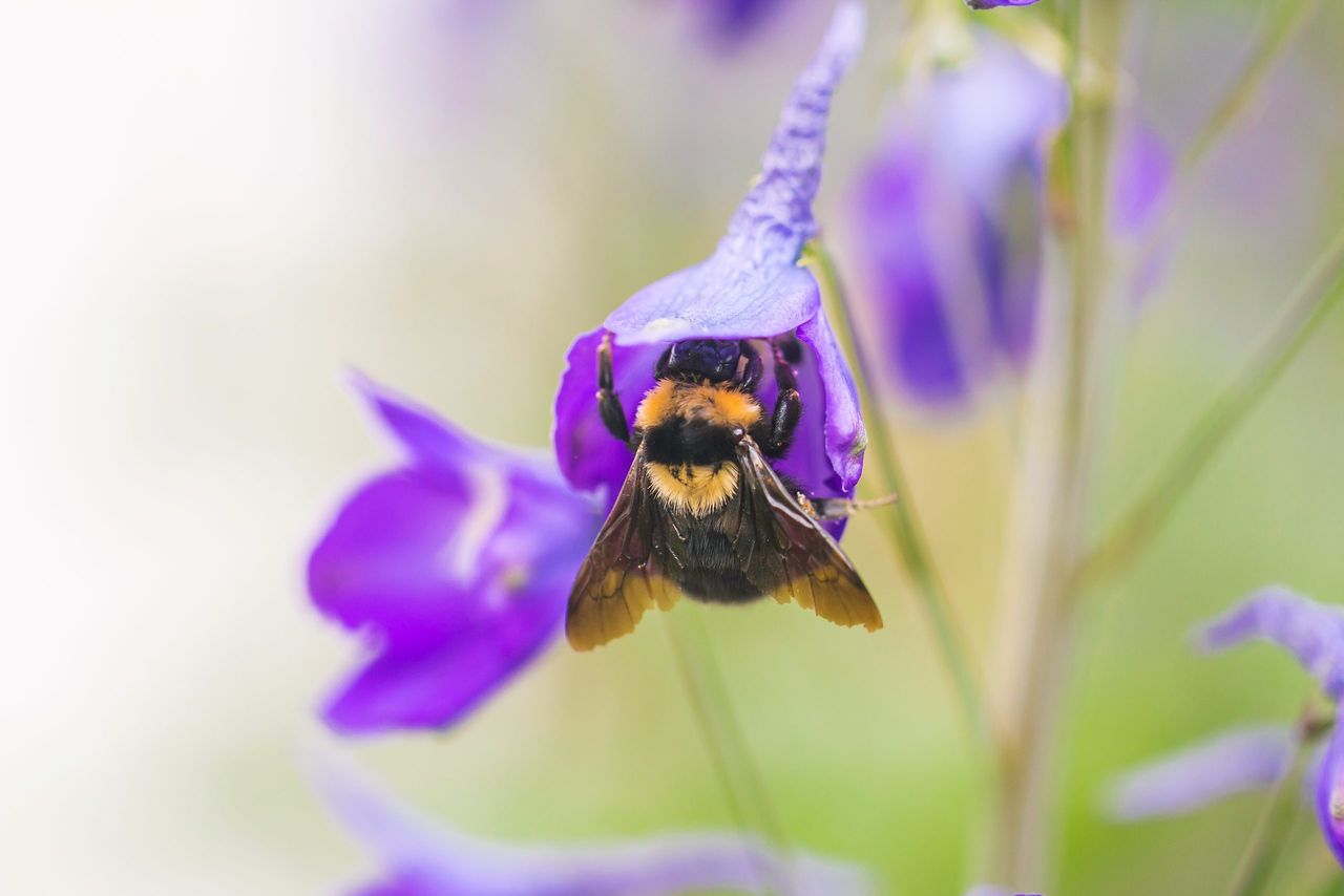 Minister criticised following collapse of NI bee inspection service