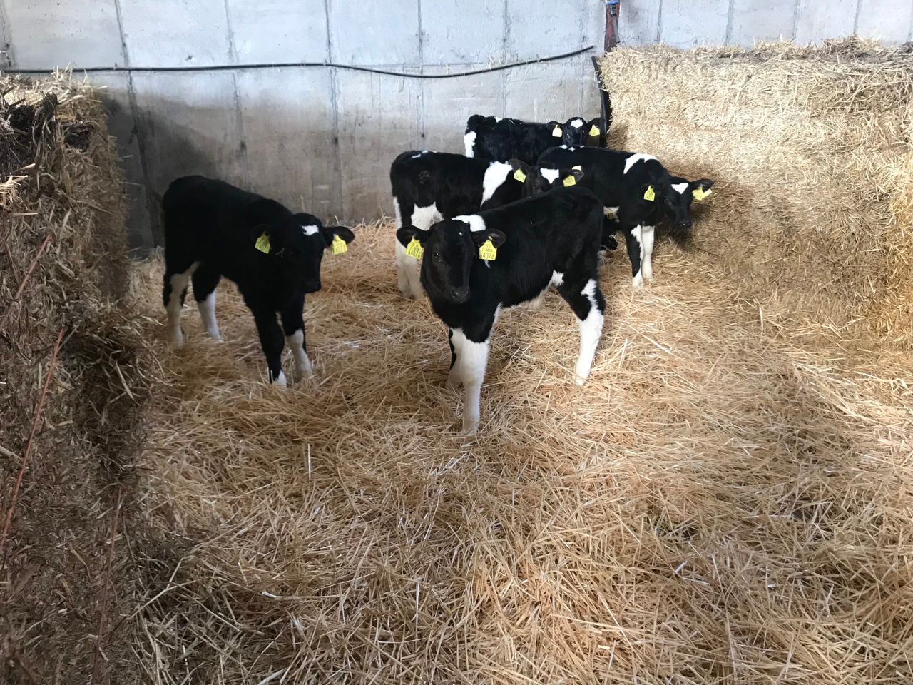 Farmers reminded of legal requirement when disbudding calves