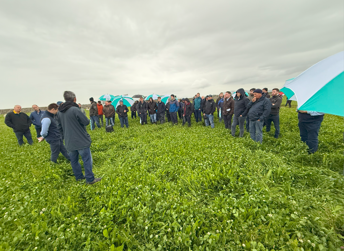 Over 70 farmers join dairy calf-to-beef farm walk