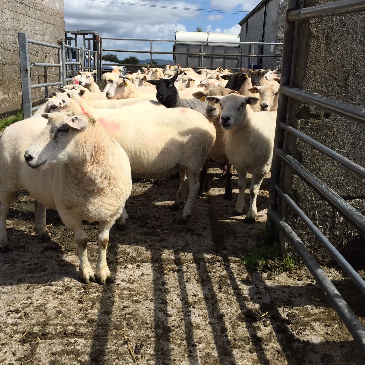 National sheep kill back 8,000 head on 2014 levels