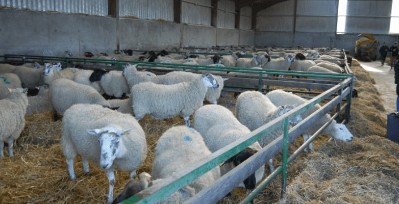 Late-pregnancy nutrition: Check your protein levels when supplementing ewes