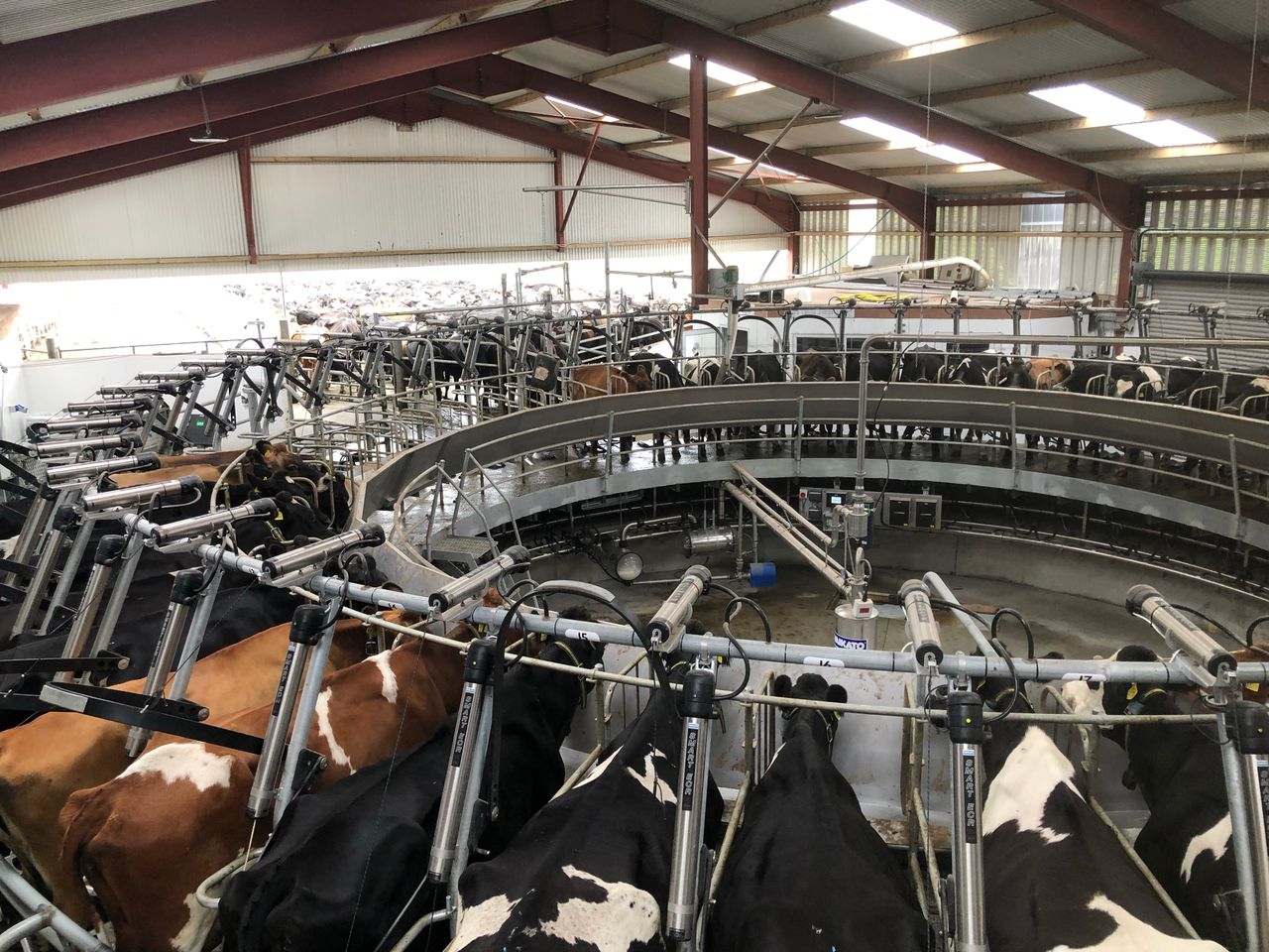 Map: 2019 county-by-county dairy cow numbers