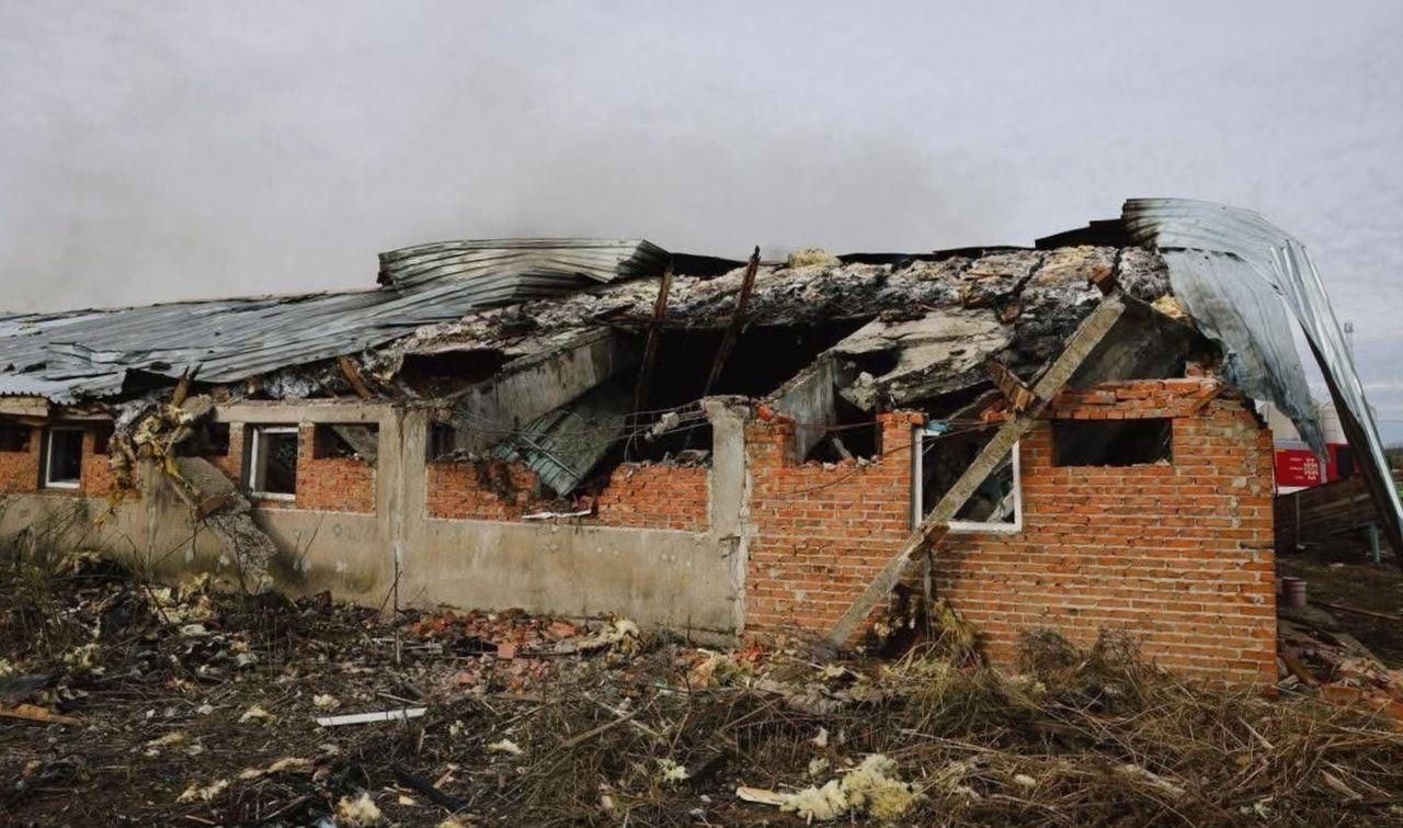 Graphic pics: 13,000 pigs killed in Ukraine during bombing of farm
