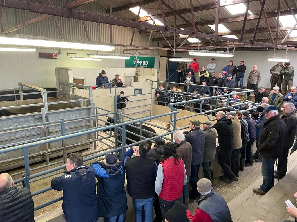 Bullocks cross €4.25/kg at  Sixmilebridge organic sale