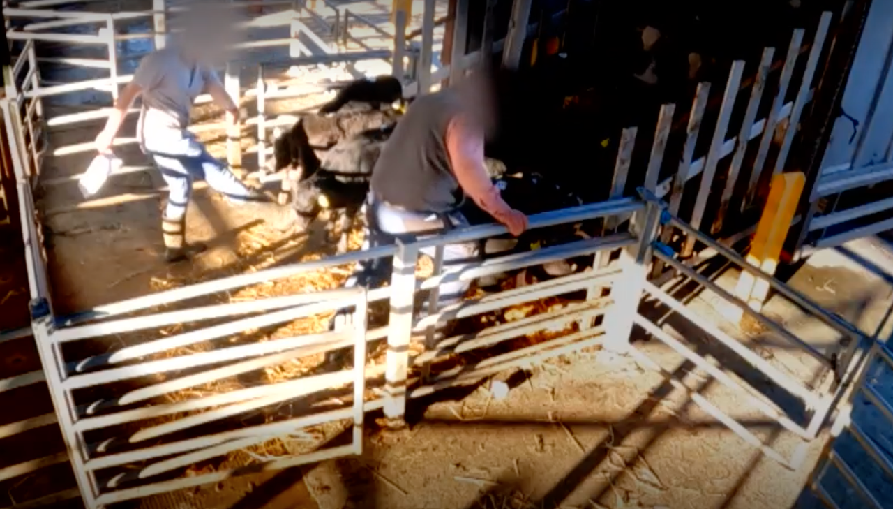 DAFM takes action against 6 marts over calf welfare breaches