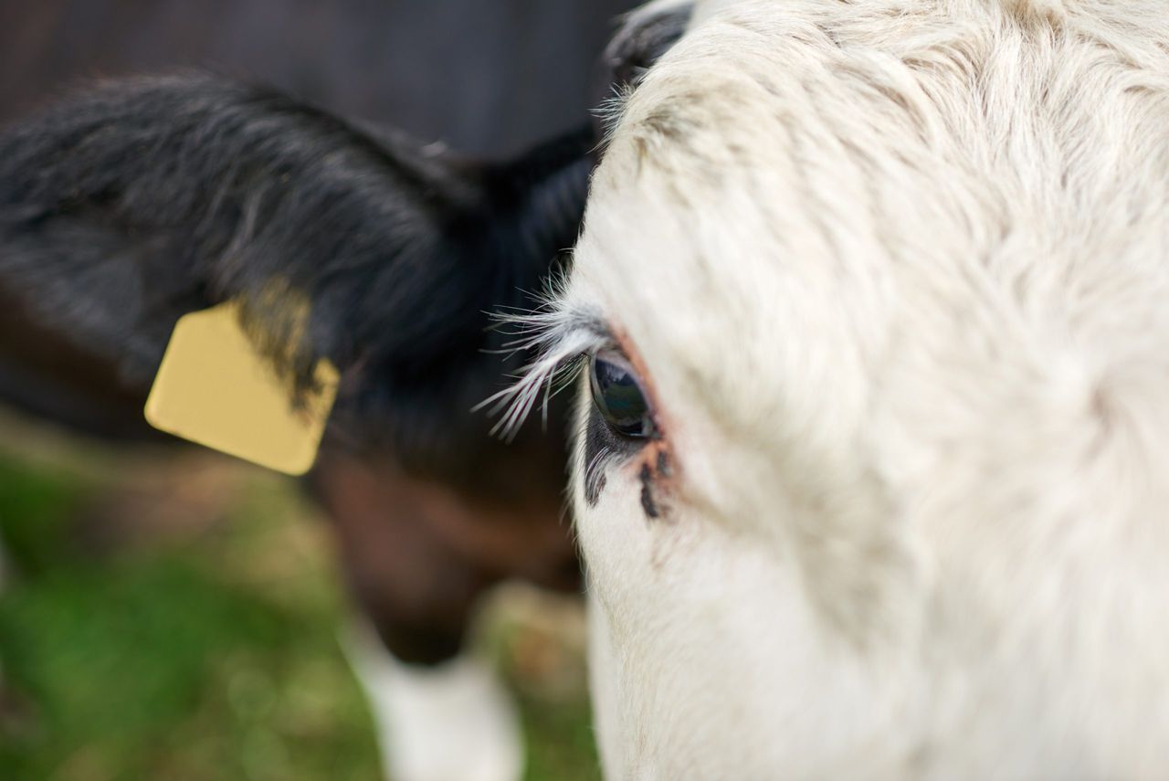 Some animal movements to be permitted following bluetongue outbreak